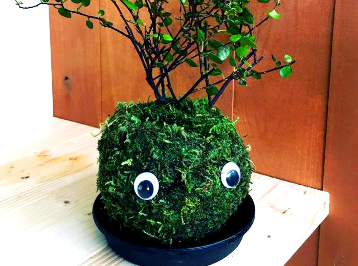 ふさふさコケ玉くん 100円