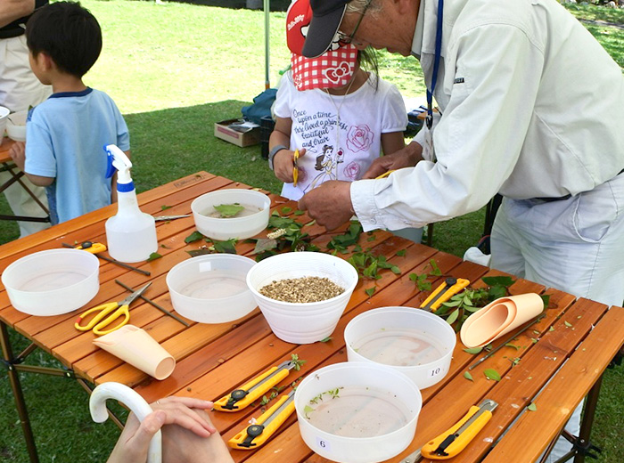 挿し芽づくり 0円