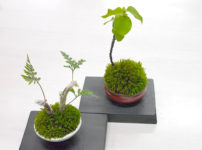 ミニ盆栽づくり 500円