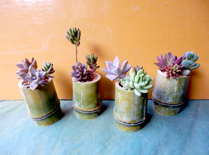 多肉の寄せ植え 200円