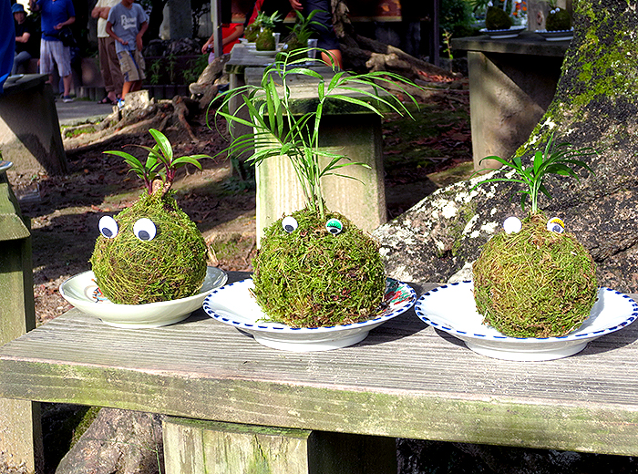 こけ玉を作ってみよう! 200円