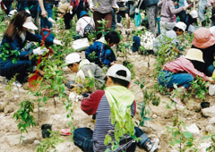 [鹿児島県肝属町（旧肝属郡内之浦町）]植樹地の現在の様子の写真