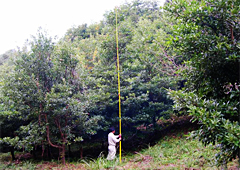 [鹿児島県肝属町（旧肝属郡内之浦町）]植樹地の現在の様子の写真