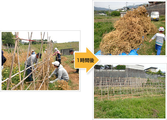 収穫を終えた豆の株の撤去作業