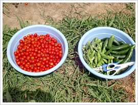 収穫されたミニトマト、オクラ、キュウリの写真