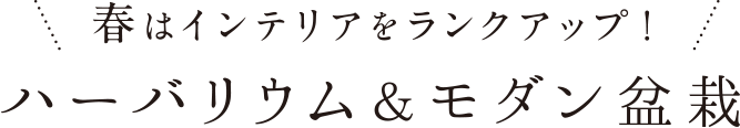 春はインテリアをランクアップ！ハーバリウム＆モダン盆栽