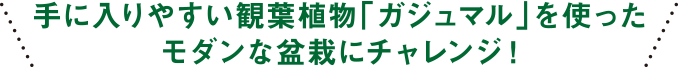 手に入りやすい観葉植物「ガジュマル」を使ったモダンな盆栽にチャレンジ！