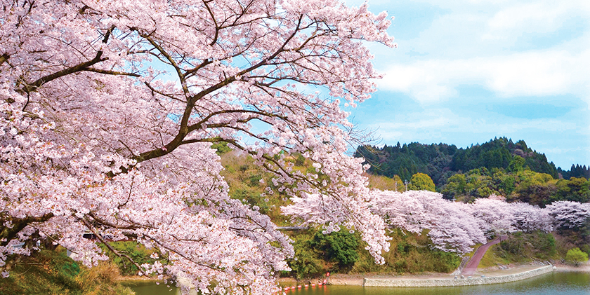 広川町の桜の写真