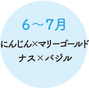 ６～７月 にんじんとマリーゴールド ナスとバジル