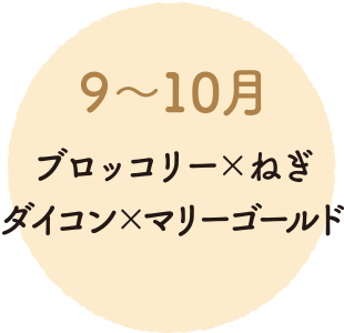 ９～10月 ブロッコリーとねぎ ダイコンとマリーゴールド