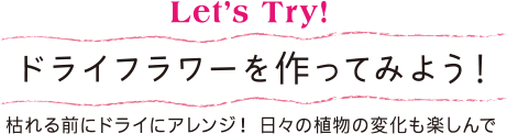 Let's Try! ドライフラワーを作ってみよう！ 枯れる前にドライにアレンジ！ 日々の植物の変化も楽しんで