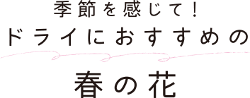 季節を感じて！ ドライにおすすめの春の花