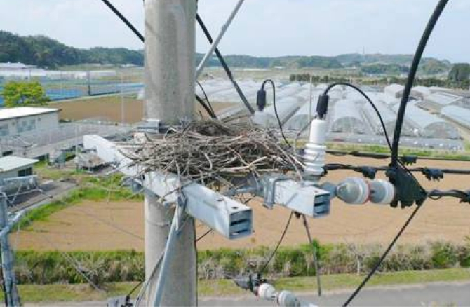 鳥の巣の写真 鳥の巣の写真