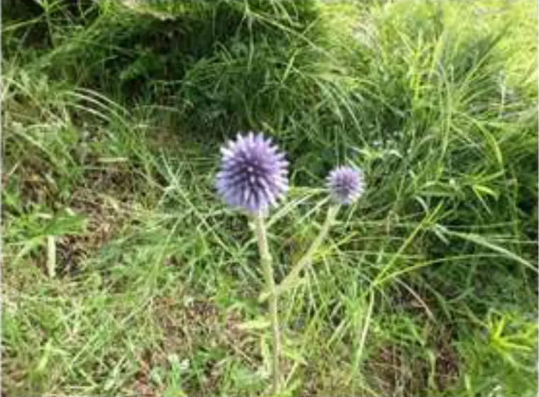大岳地熱発電所(大分県)アセス時に保全のため建設場所から移植したヒゴタイ (希少な植物)開花の様子