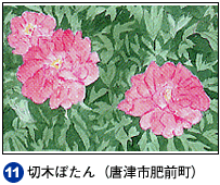 11.切木ぼたん（唐津市肥前町）