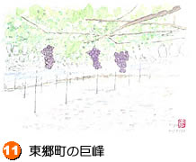東郷町の巨峰