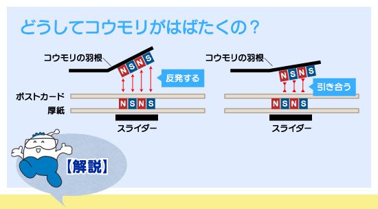 どうしてコウモリがはばたくの？　解説