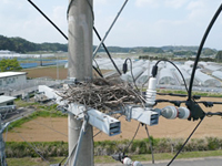 鳥の巣の写真