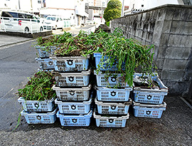 佐賀河川清掃の様子