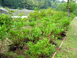 高取山公園での植樹活動の様子