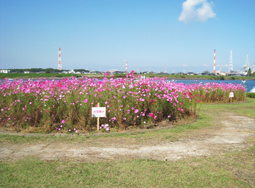 「大在コスモスまつり」に向けたボランティア除草作業の様子