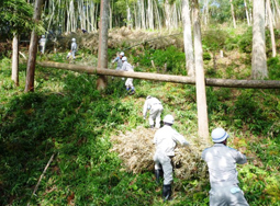 「千年あかり」竹切りボランティアの様子