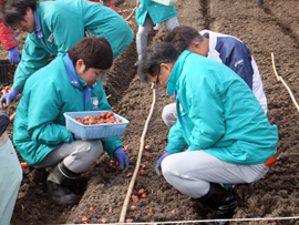 球根植えの様子