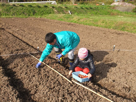 球根植えの様子