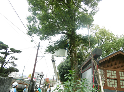 青井阿蘇神社の樹木伐採の写真