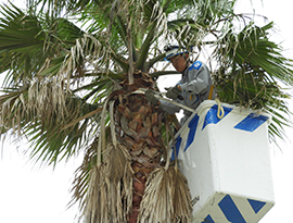 椰子伐採の写真