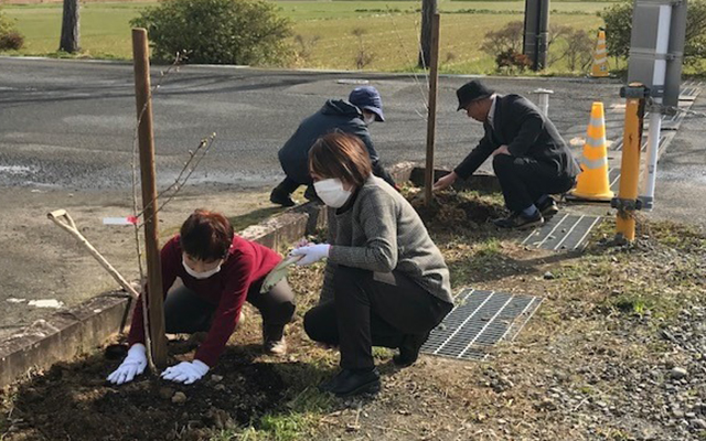 諫早小学校の校庭に桜の苗を植えました！のイメージ