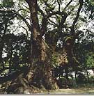 清武の大楠の写真