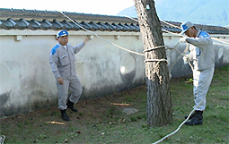 石垣除草のようす1