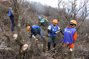 平治岳でのミヤマキリシマ植生保護活動の写真