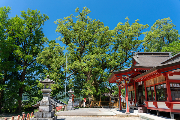 日本一の巨樹「蒲生の大クス」の写真