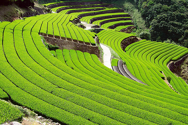 緑豊かなだんだん茶畑の写真