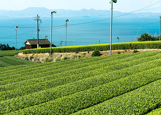 「そのぎ茶」で有名な東彼杵町の写真