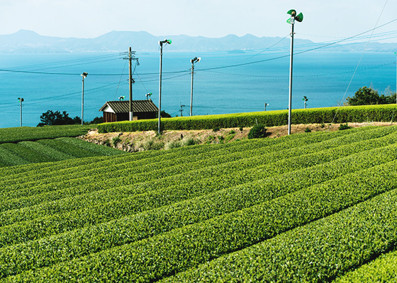 大村湾を一望できる茶畑の写真
