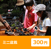 ミニ盆栽 300円
