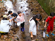 水生昆虫採集