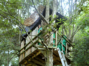 ツリーハウス
