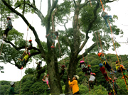 わくわく木登りツリーイング