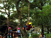 ツリークライミング