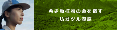 希少動植物の命を宿す坊ガツル湿原