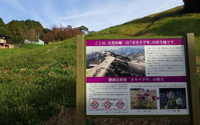 基肄(きい)城オキナグサ保全活動のようす