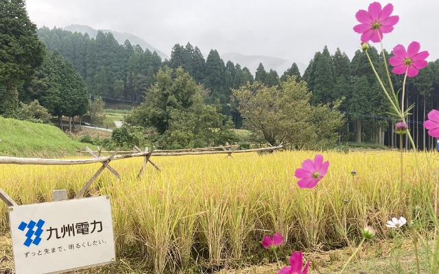 「阿蘇水掛の棚田」で稲刈りボランティアを行いました！