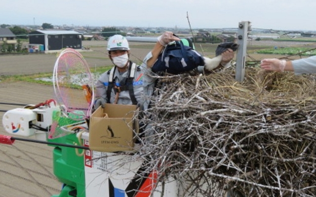 九州初！コウノトリへの足環取り付けに協力しましたのようす"