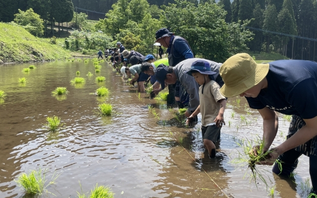「阿蘇水掛の棚田」で田植えボランティアのようす