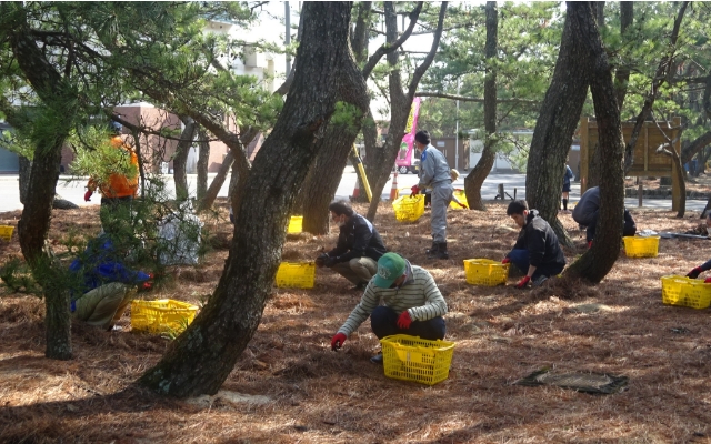 佐賀県唐津市 虹の松原の再生・保全活動の様子