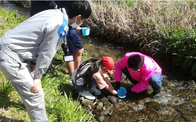 サケの稚魚の放流活動の様子